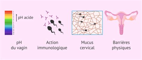 temps spermatozoïdes ovule|Combien de temps faut